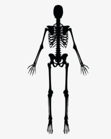 Skeleton Silhouette - Skeleton Clipart Black And White, HD Png Download, Transparent PNG