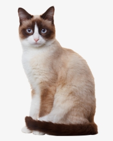 Sitting Siamese Photography Breed Cat Snowshoe Birman, HD Png Download, Transparent PNG