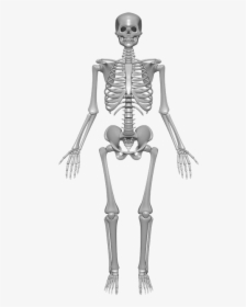 Human Skeleton, Bones, Skull, - Skeletal System, HD Png Download, Transparent PNG