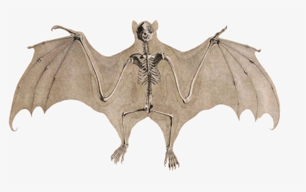Bat Skeleton - Transparent Background Upside Down Bat Clipart, HD Png Download, Transparent PNG
