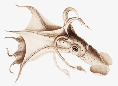 Octopus Drawing - Calamares Ilustracion Cientifica, HD Png Download, Transparent PNG