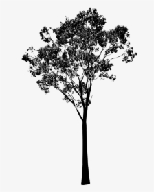 Transparent Tree Clipart Black And White - Eucalyptus Tree Silhouette, HD Png Download, Transparent PNG