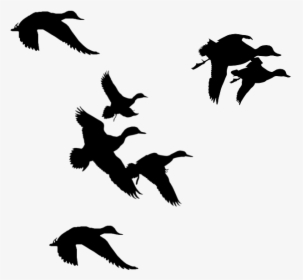 Flock Of Birds Clipart Branch Clip Art - Ducks Flying Silhouette Png, Transparent Png, Transparent PNG