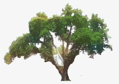 Clip Art Southern Live Oak Tree Portable Network Graphics - Transparent Big Tree, HD Png Download, Transparent PNG