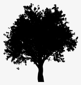 Download Png Oak Tree Black And White - Arbol Vector Silueta Png, Transparent Png, Transparent PNG