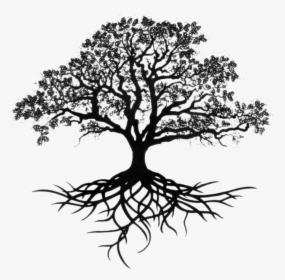 Southern Live Oak Drawing Tree Sketch - Live Oak Tree Drawing, HD Png Download, Transparent PNG