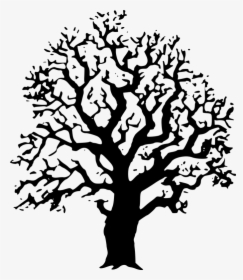 Transparent Live Oak Tree Png - Black And White Tree Image Clipart, Png Download, Transparent PNG
