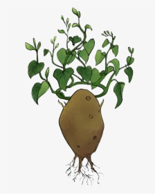potato plant clip art