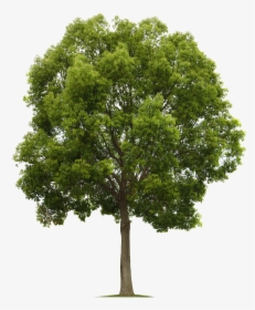 California Live Oak - Tree Png High Resolution, Transparent Png, Transparent PNG