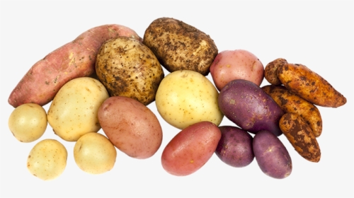 Article Potatoessystem - Different Potatoes, HD Png Download, Transparent PNG