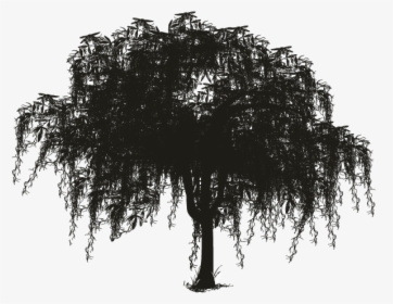 Tree Spanish Moss Woody Plant Silhouette - Spanish Moss Tree Silhouette, HD Png Download, Transparent PNG