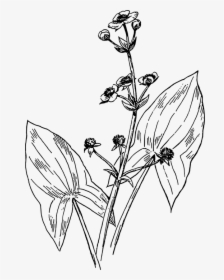 Broadleaf Arrowhead, Sagittaria Latifolia, Duck Potato - Arrowhead Aqua Plants Drawing, HD Png Download, Transparent PNG
