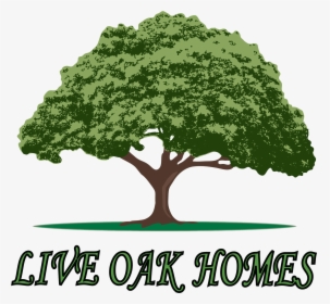 Live Oak Tree Clip Art, HD Png Download, Transparent PNG
