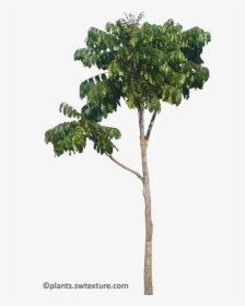 African Mahogany Tree Png, Transparent Png, Transparent PNG