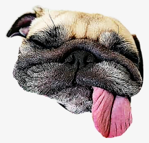 #sleeping Dog - Turkey - Sleepy Dog Png Transparent, Png Download, Transparent PNG