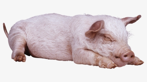 Sleeping Pig Png Image - Pig Png, Transparent Png, Transparent PNG