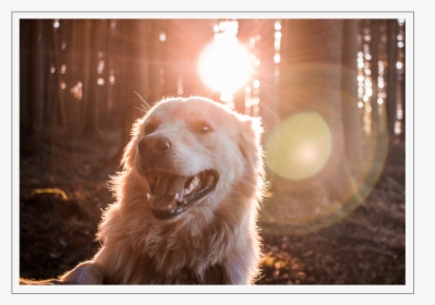 Golden Retriever Dog Hd, HD Png Download, Transparent PNG