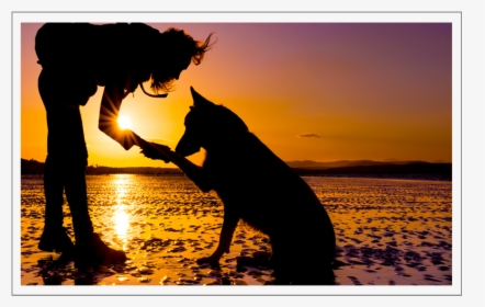 Dog In Beach Sunset Silhouette, HD Png Download, Transparent PNG