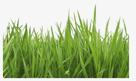 Garden Grass Png - Grass Image White Background, Transparent Png, Transparent PNG