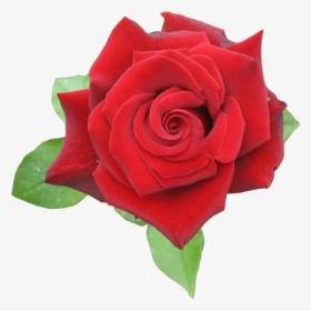 Browse And Download Rose Png Pictures - Rose_red Png, Transparent Png, Transparent PNG