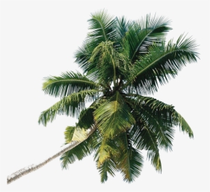 Palm Tree Png Commercial Use, Transparent Png, Transparent PNG