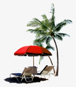 Transparent Palm Tree - Beach With Coconut Palms, HD Png Download, Transparent PNG