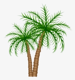 Transparent Palm Trees Clipart - Palm Tree No Background, HD Png Download, Transparent PNG