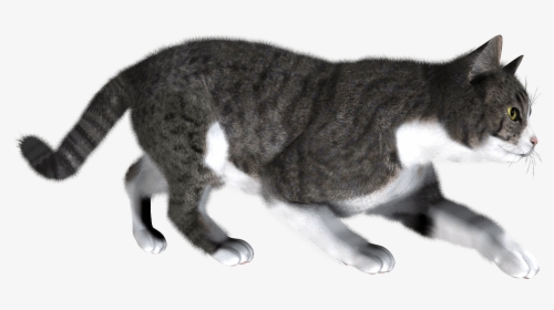 Cat Png - Cat Walking Transparent Background, Png Download, Transparent PNG