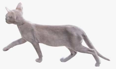 Cat Png Image With Transparent Background - Walking Cat Transparent Background, Png Download, Transparent PNG