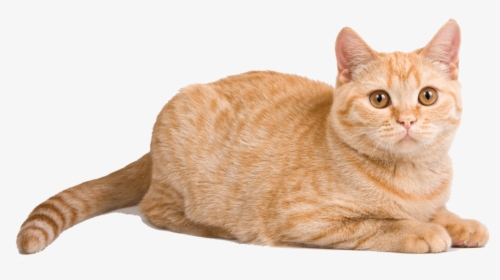Orange Cat Lying Down, HD Png Download, Transparent PNG