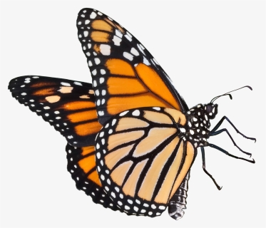 A Butterfly Png - Transparent Background Monarch Butterfly Png, Png Download, Transparent PNG