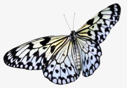 Butterfly Png Image - Transparent Background Real Butterfly Png, Png Download, Transparent PNG