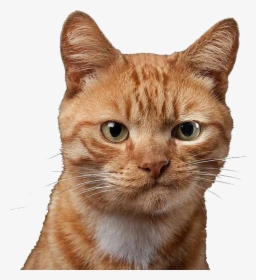 Grimace Cat - Dubious Cat, HD Png Download, Transparent PNG