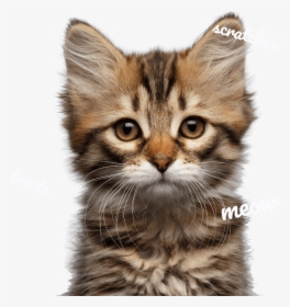 Header Cats - Timeline Of Cat Growth, HD Png Download, Transparent PNG