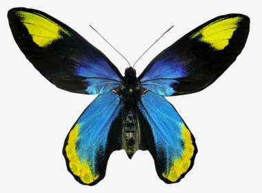 Ornithoptera Victoriae Regis Butterfly - Real Butterfly On Transparent Background, HD Png Download, Transparent PNG