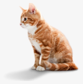 Pet Food Cat And Dog, HD Png Download, Transparent PNG
