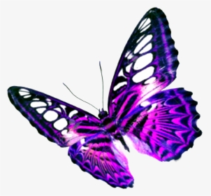 Butterfly Png Transparent - Transparent Background Butterfly Clipart Png, Png Download, Transparent PNG