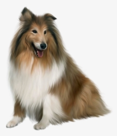 Dog Png Download Image - Collie Png, Transparent Png, Transparent PNG