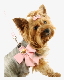 Fancy Small Dog, HD Png Download, Transparent PNG