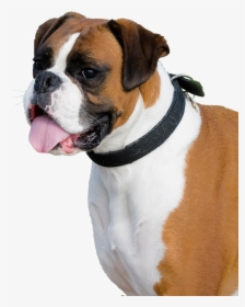 Boxer Dog Transparent Background, HD Png Download, Transparent PNG