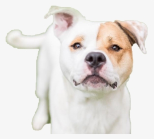 Dog Looking Png Hd - White Staffy Red Eye Patches, Transparent Png, Transparent PNG