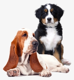 Two-dogs - Black St Bernard Puppy, HD Png Download, Transparent PNG