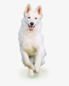 Transparent White Dog Png, Png Download, Transparent PNG