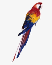 Browse And Download Parrot Png Pictures - Parrot Png Full Hd, Transparent Png, Transparent PNG