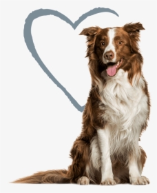 Dog - Melon Collies Beer, HD Png Download, Transparent PNG