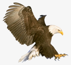 Aves Png Free Background - Eagle In Flight, Transparent Png, Transparent PNG