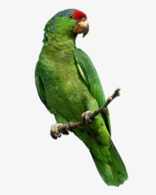 Parrot Photo Png - Green Parrot Png, Transparent Png, Transparent PNG
