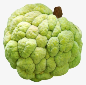 Custard Apple - Custard Apple Variety In India, HD Png Download, Transparent PNG