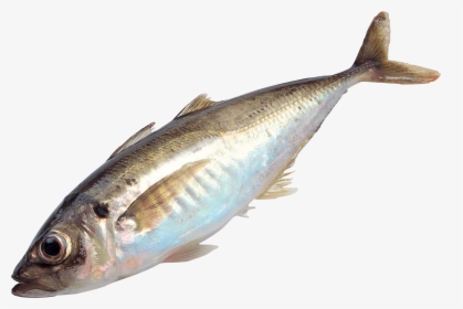 Download And Use Fish Png Image - Fish Png, Transparent Png, Transparent PNG