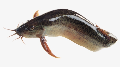 Fish Png - Magur Fish Png, Transparent Png, Transparent PNG